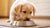 How Many Cups of Dog Food Should a Puppy Eat? A Comprehensive Guide