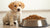 How Many Cups of Dog Food to Feed a Puppy for Healthy Growth