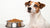 How Many Cups of Food for Dog by Weight: An In-Depth Guide for Pet Owners