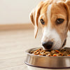 How Many Cups of Food Should a 100lb Dog Eat?