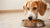 How Many Cups of Food Should a 100lb Dog Eat? A Comprehensive Guide for Dog Owners