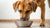 How Many Cups of Food Should a 50lb Dog Eat? Understanding Your Dog's Feeding Needs-140405866735
