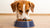 How Many Cups of Food Should a Dog Eat? A Comprehensive Guide for Fido's Health