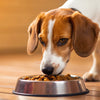 How Many Cups of Food Should a Medium Dog Eat? A Comprehensive Guide for Pet Owners