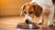 How Many Cups of Food Should a Medium Dog Eat? A Comprehensive Guide for Pet Owners