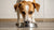 How Many Cups of Food Should an Adult Dog Eat? A Comprehensive Guide for Pet Parents-140297994479