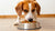 How Many Cups of Food Should My Dog Eat? A Comprehensive Guide for Pet Owners