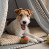 How Many Cups of Fresh Dog Food Per Day? A Comprehensive Guide for Pet Owners