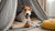 How Many Cups of Fresh Dog Food Per Day? A Comprehensive Guide for Pet Owners