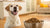 How Many Cups of Kibble for Your Dog: A Complete Guide to Feeding Your Furry Friend