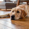 How Many Days Can a Dog Go Without Eating Food?