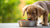 How Many Days Can a Puppy Eat Dog Food: Guidelines for a Healthy Transition-140137922799