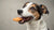 How Many Dog Biscuits per Day: The Ultimate Guide to Treating Your Pup Right