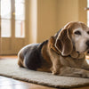 How Many Dog Treats Is Too Many? Understanding Your Pup's Dietary Needs