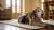 How Many Dog Treats Is Too Many? Understanding Your Pup's Dietary Needs