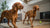 How Many Eggs Can a Dog Eat in a Week? A Comprehensive Guide for Pet Owners
