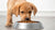 How Many Grams of Dog Food for a Puppy: The Ultimate Guide to Proper Nutrition