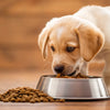 How Many Grams of Dog Food Per Day Puppy: A Comprehensive Feeding Guide
