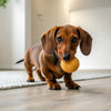 How Many Grams of Kibble for Your Dog: The Ultimate Feeding Guide