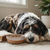 How Many Grams of Protein Does Dog Food Have? Understanding Your Dog's Nutritional Needs