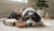 How Many Grams of Protein Does Dog Food Have? Understanding Your Dog's Nutritional Needs-141417152751
