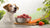 How Many Grams of Raw Food to Feed Your Dog: A Comprehensive Guide
