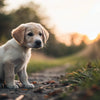 How Many Months Can a Puppy Eat Dog Food? A Comprehensive Guide