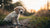 How Many Months Can a Puppy Eat Dog Food? A Comprehensive Guide