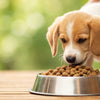 How Many Months Can Puppy Eat Dog Food? A Comprehensive Guide to Transitioning to Adult Dog Food