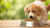 How Many Months Can Puppy Eat Dog Food? A Comprehensive Guide to Transitioning to Adult Dog Food