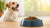 How Many Ounces of Dog Food Per Day by Weight: A Comprehensive Guide for Pet Owners