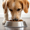 How Many Ounces of Food Should a Dog Eat? A Comprehensive Guide for Pet Owners