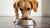 How Many Ounces of Food Should a Dog Eat? A Comprehensive Guide for Pet Owners-140406751471