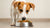 How Many Ounces of Food Should My Dog Eat? A Comprehensive Guide-140301304047