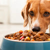 How Many Ounces of Wet Dog Food Per Day: A Comprehensive Guide for Dog Owners