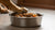 How Many Ounces of Wet Food Should a Dog Eat? A Comprehensive Guide