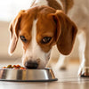 How Many Pounds of Food Should a Dog Eat?