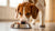 How Many Pounds of Food Should a Dog Eat?