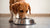 How Many Pounds of Food Should My Dog Eat? A Comprehensive Guide for Pet Owners-140212666607