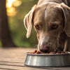How Many Pounds of Raw Food Should My Dog Eat? A Comprehensive Guide