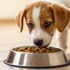 How Many Scoops of Dog Food for a Puppy? A Comprehensive Guide for New Pet Parents
