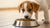 How Many Scoops of Dog Food for a Puppy? A Comprehensive Guide for New Pet Parents