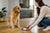 How Many Times a Day Should I Feed My Dog?