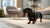 How Many Training Treats a Day for a Puppy? A Comprehensive Guide for New Dog Owners