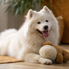 How Many Treats Can a Dog Have? A Comprehensive Guide for Pet Owners