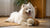 How Many Treats Can a Dog Have? A Comprehensive Guide for Pet Owners