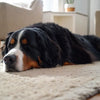 How Many Treats for a Dog Per Day? A Comprehensive Guide for Pet Owners