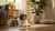 How Many Treats Per Day for a Dog: A Comprehensive Guide to Healthy Treating