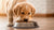 How Many Weeks Can a Puppy Eat Dog Food?