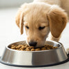 How Many Weeks Can a Puppy Eat Dog Food? A Comprehensive Guide to Puppy Nutrition